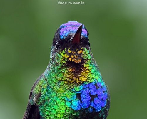 16 видов самых маленьких и красивых птичек на планете колибри