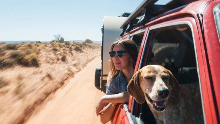 20 фотографий самой счастливой собаки-путешественницы и её хозяина