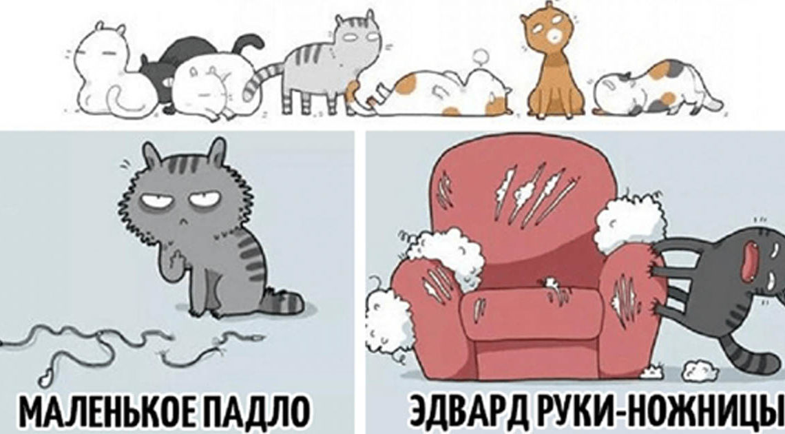 Классификация котов в смешных картинках