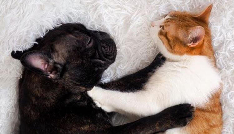 Ученые объяснили, почему полезно брать кота и собаку в постель