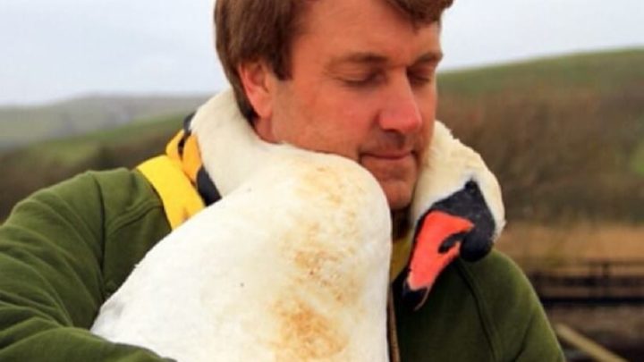 Мужчина спас дикого лебедя, и в качестве благодарности тот не перестает обнимать своего спасителя