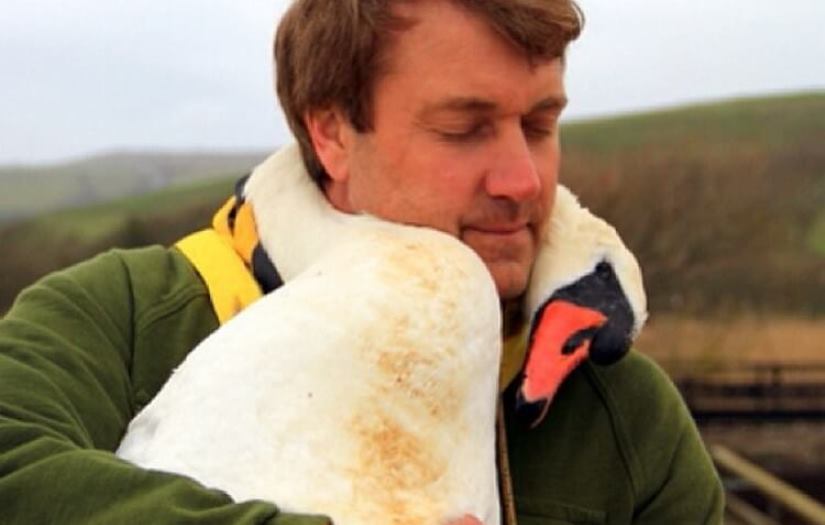 Мужчина спас дикого лебедя, и в качестве благодарности тот не перестает обнимать своего спасителя