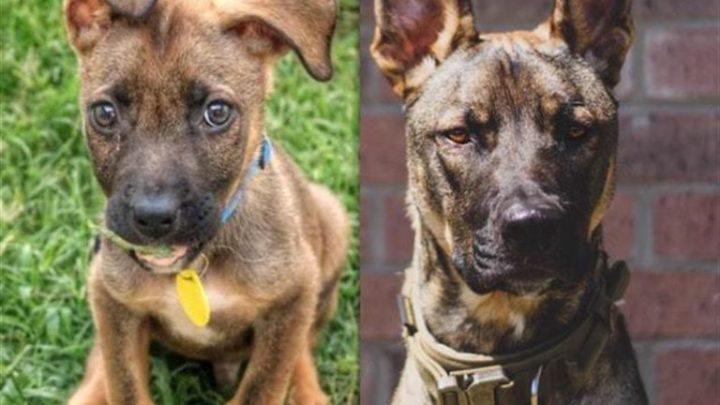 20 фото собак, владельцы которых задокументировали их превращение из щенков во взрослых псов