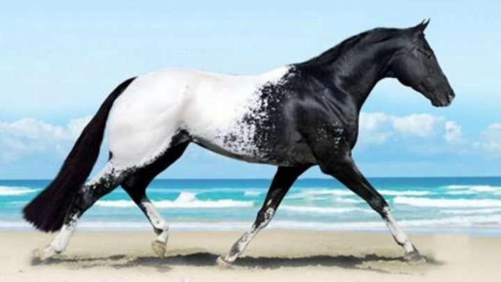 10 самых красивых лошадей нашей планеты