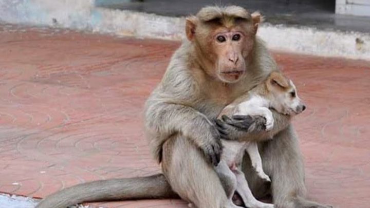 Обезьяна «усыновила» брошенного щенка и ухаживает за ним как настоящая мама (9 фото)