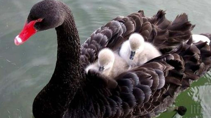 Трогательные снимки мамочек животных и их малышей