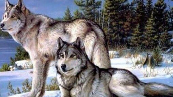 Мудрая притча про двух волков.