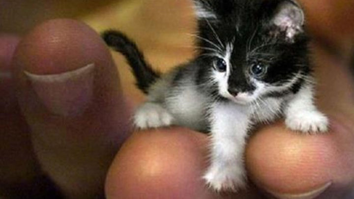 3 претендента на звание «Самая маленькая кошка в мире».