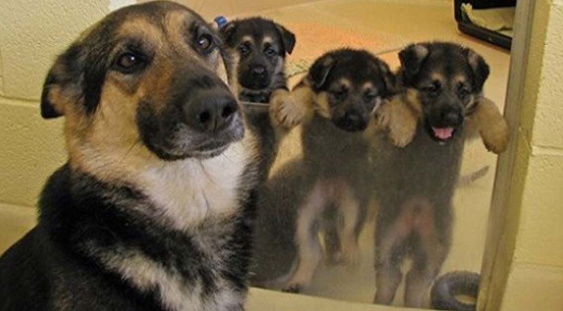 20 фотографий мамочек-собак и их милых щеночков