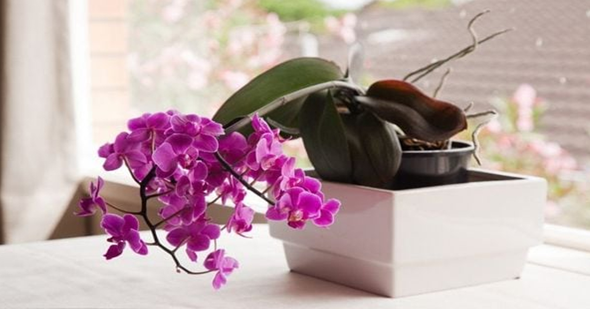 Полив орхидей в домашних условиях весной. Уютные орхидеи. Орхидеи дома. Орхидея в домашних условиях. Полив орхидеи.